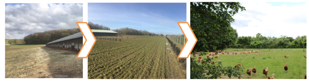 évolution parcours arboré volailles - Associer agroforesterie et élevage