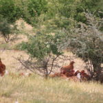 Parcours arboré volailles - Associer agroforesterie et élevage