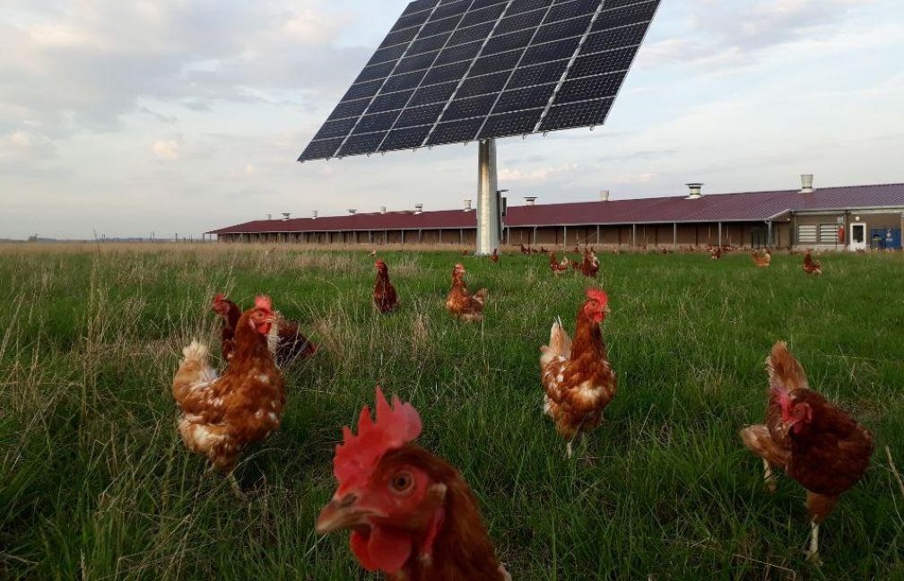 Elevage Poules - Agroforesterie