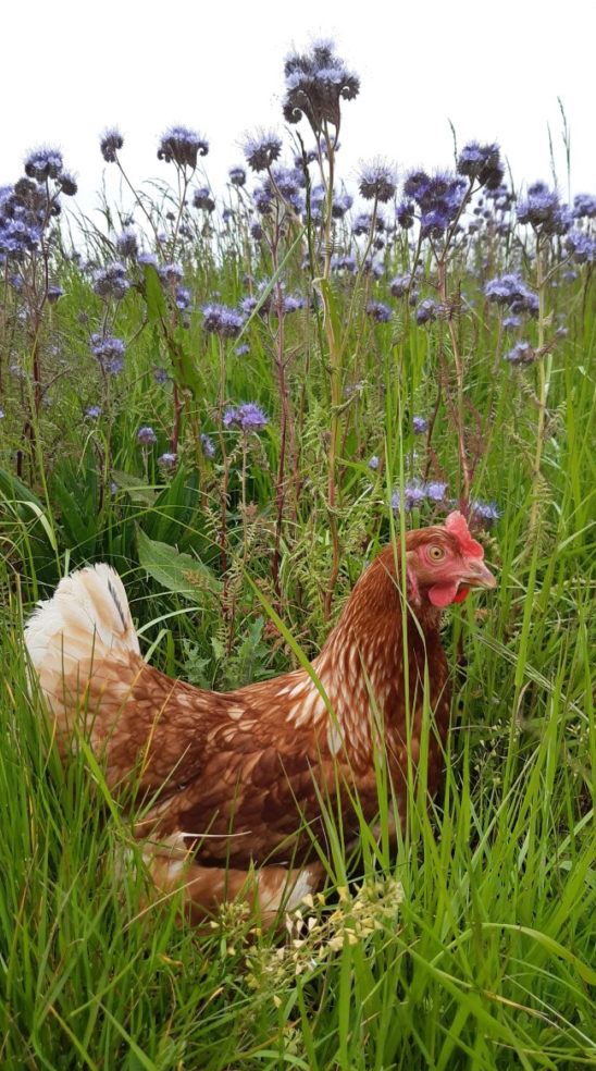 poule - association Poul'Haies Arbres