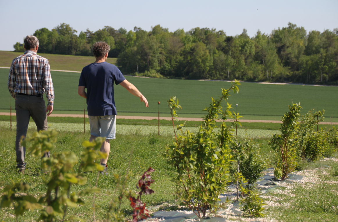 Parcours arboré pour volailles - association Poul'Haies Arbres