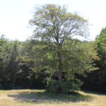 Arbre - Associer agroforesterie et élevage