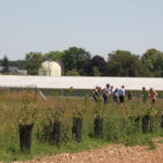 Formation - Associer agroforesterie et élevage