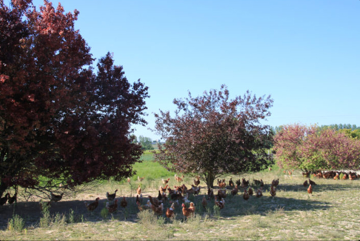 agroforesterie - association Poul'Haies Arbres