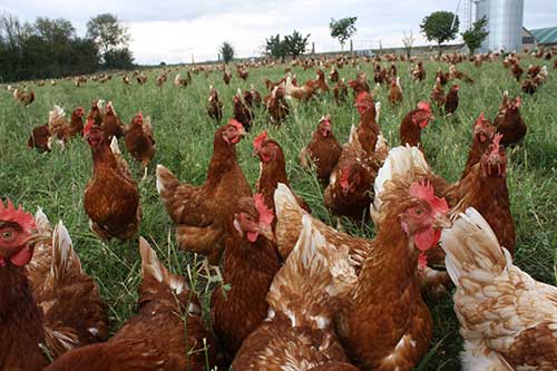 agroforesterie poules