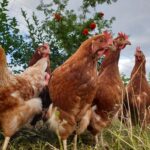 agroforesterie poules