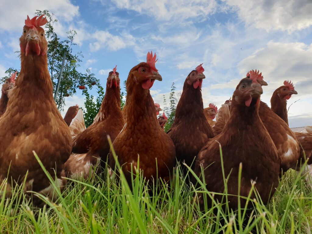 agroforesterie poules