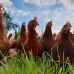 agroforesterie poules