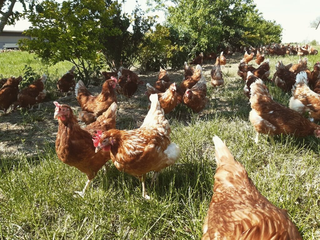 Elevage poules pondeuses