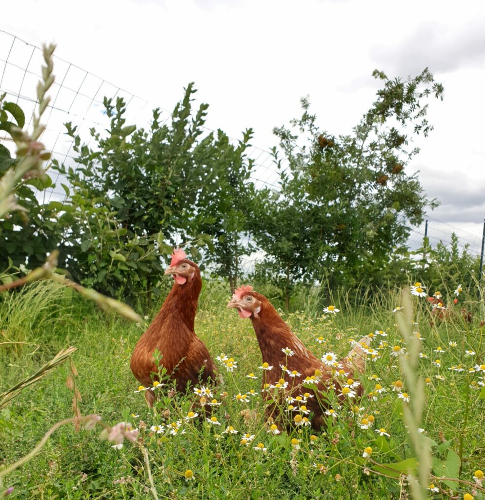 agroforesterie photos Poul'Haies Arbres