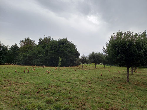 parcours arboré