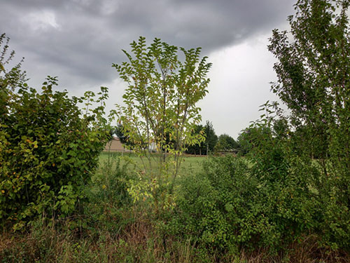 parcours arboré