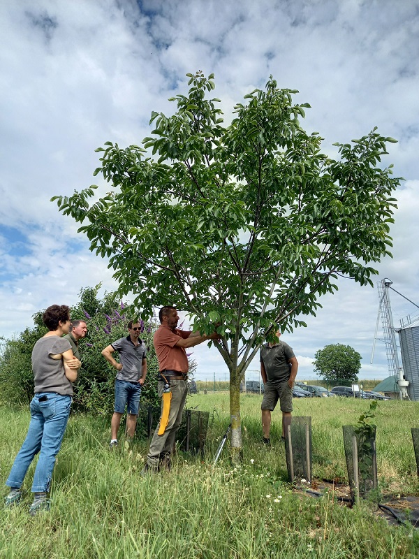 formation entretien poul haies arbres